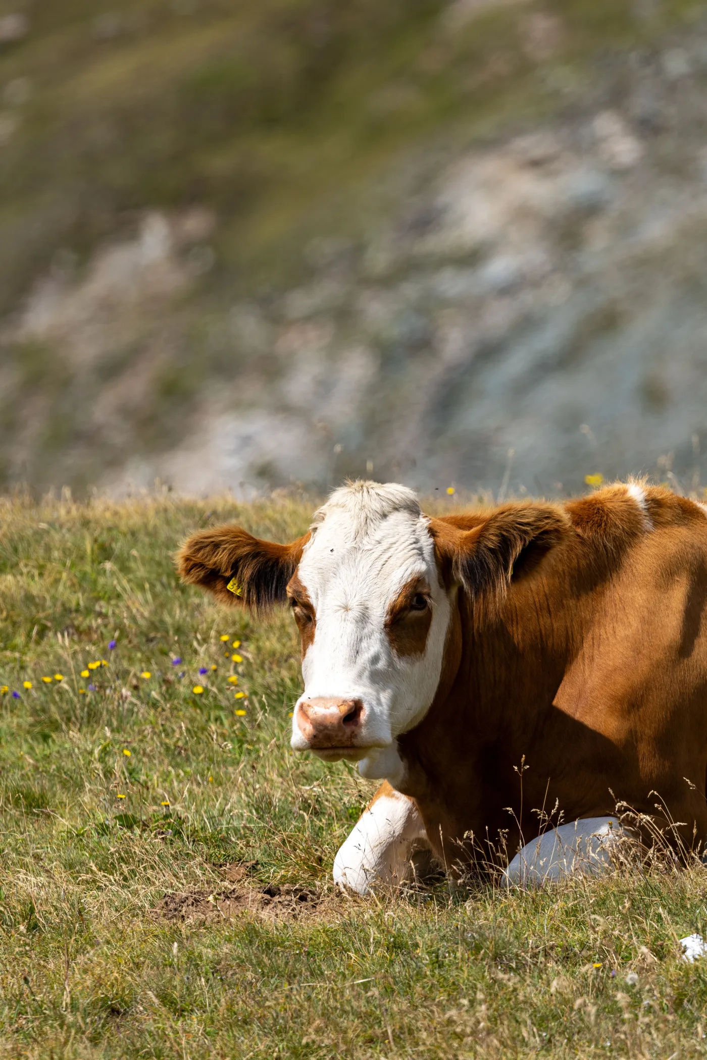 Braune Kuh auf einer Bergwiese